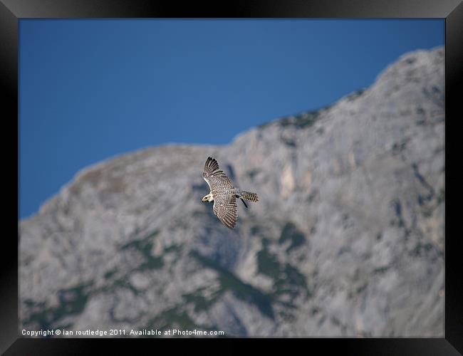 Falcon in flight Framed Print by ian routledge