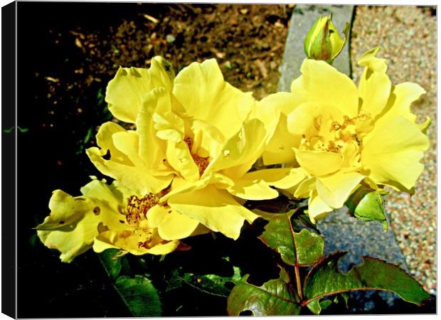 Yellow roses Canvas Print by Stephanie Moore