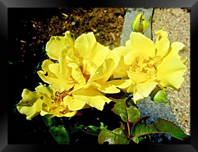 Yellow roses Framed Print by Stephanie Moore