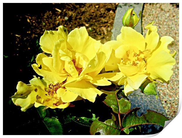 Yellow roses Print by Stephanie Moore