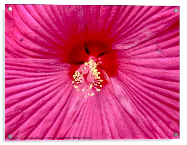 Pink flower Acrylic by Stephanie Moore