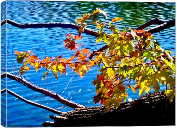 Leaves Canvas Print by Stephanie Moore