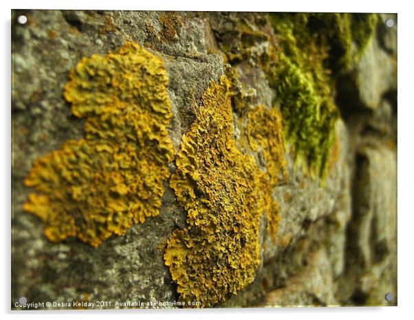Lichen Acrylic by Debra Kelday
