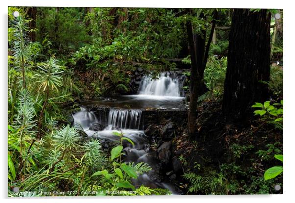 A Rainforest Stream Acrylic by Shaun Sharp