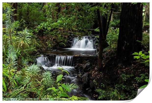 A Rainforest Stream Print by Shaun Sharp