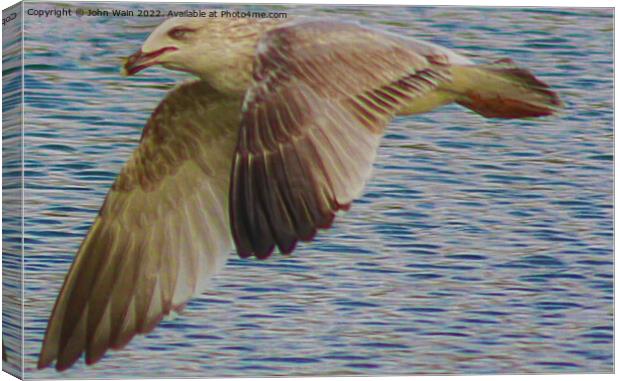 A Seagull flying over water (Digital Art) Canvas Print by John Wain