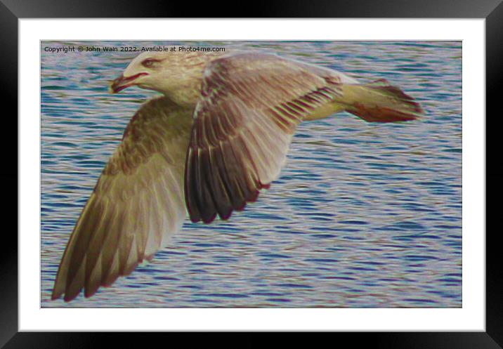 A Seagull flying over water (Digital Art) Framed Mounted Print by John Wain