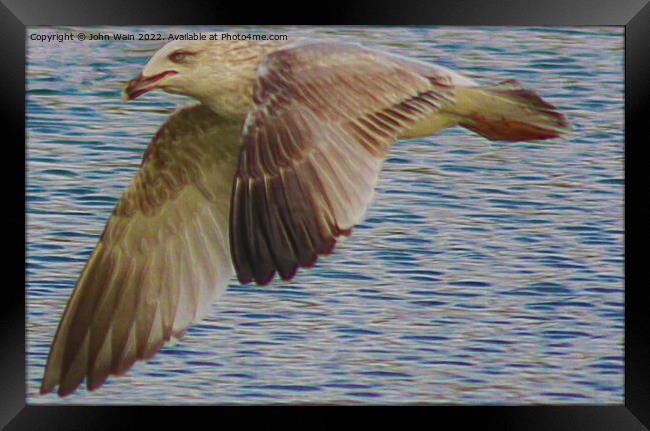A Seagull flying over water (Digital Art) Framed Print by John Wain