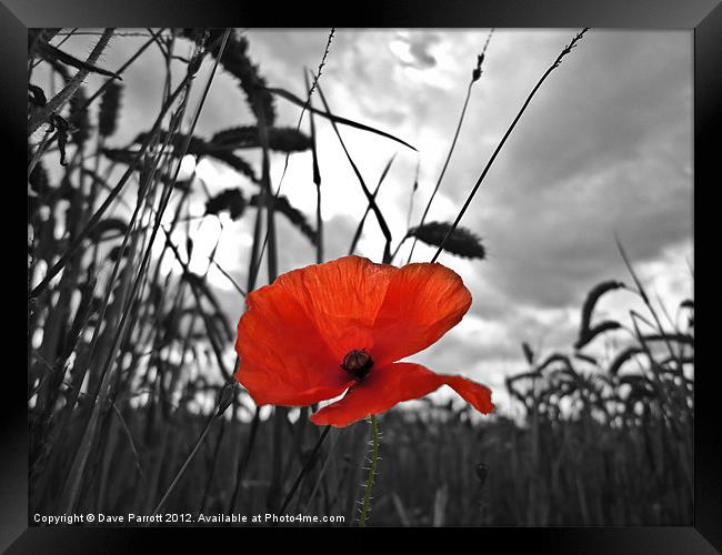 War Poppy Framed Print by Daves Photography