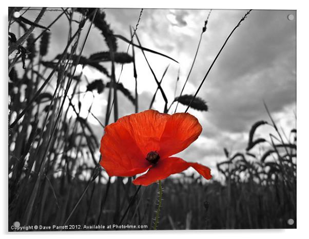 War Poppy Acrylic by Daves Photography