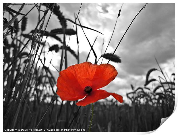 War Poppy Print by Daves Photography
