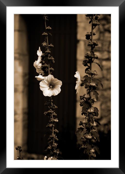 Closeup of a Hollyhock in sepia Framed Mounted Print by youri Mahieu