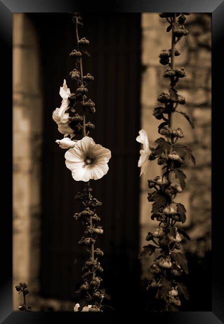 Closeup of a Hollyhock in sepia Framed Print by youri Mahieu
