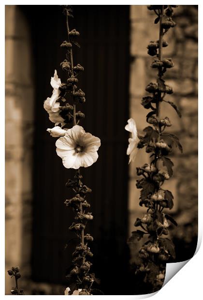 Closeup of a Hollyhock in sepia Print by youri Mahieu