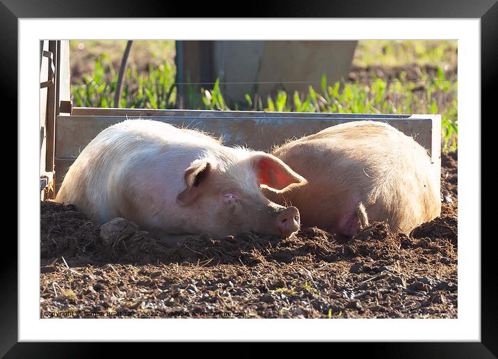 Happy landrace pig laying in mud smiling Framed Mounted Print by Simon Bratt LRPS
