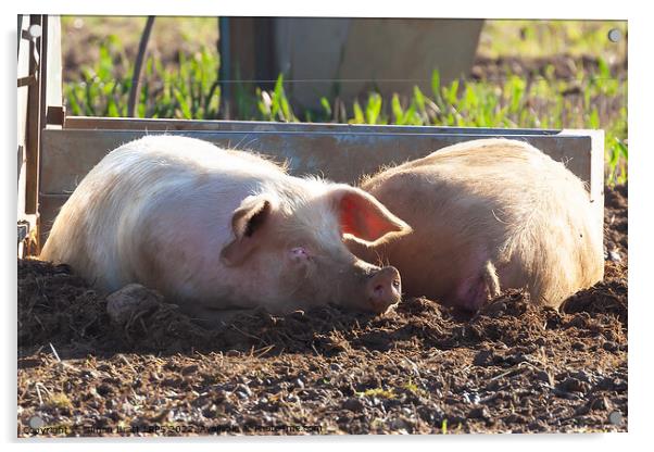 Happy landrace pig laying in mud smiling Acrylic by Simon Bratt LRPS
