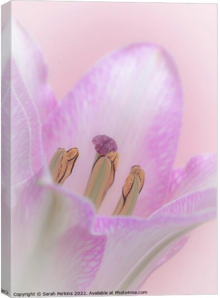 Pink Lily Canvas Print by Sarah Perkins