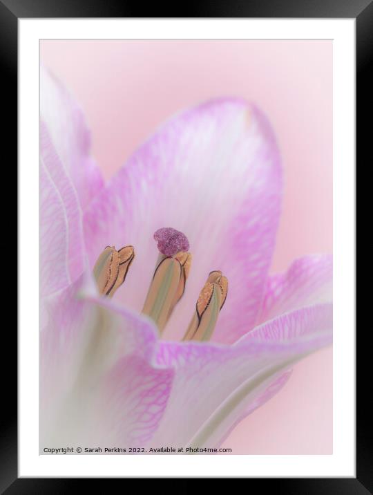 Pink Lily Framed Mounted Print by Sarah Perkins