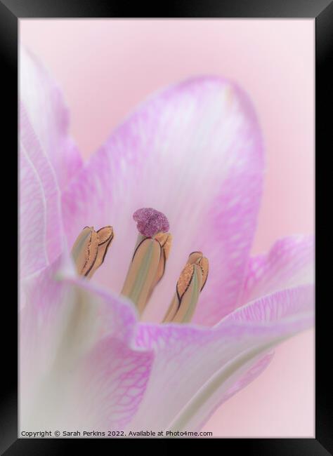 Pink Lily Framed Print by Sarah Perkins