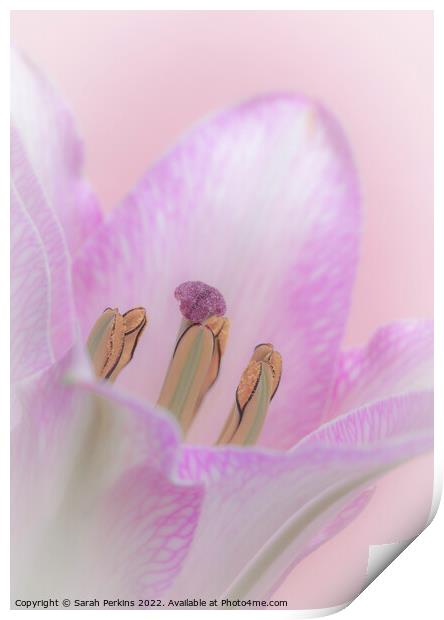 Pink Lily Print by Sarah Perkins