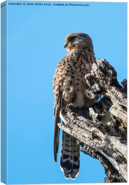 Kestrel in the wild Canvas Print by Kevin White