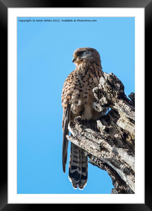 Kestrel in the wild Framed Mounted Print by Kevin White
