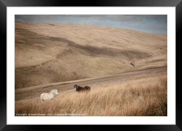 Wild Horses in Welsh Hills Framed Mounted Print by Heidi Stewart