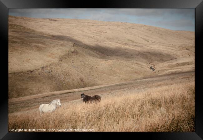 Wild Horses in Welsh Hills Framed Print by Heidi Stewart