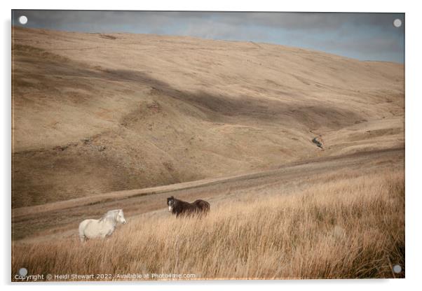 Wild Horses in Welsh Hills Acrylic by Heidi Stewart