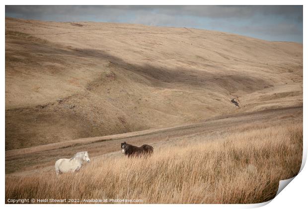 Wild Horses in Welsh Hills Print by Heidi Stewart