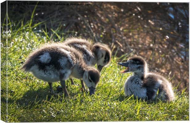 Goslings feeding off lush grass Canvas Print by Kevin White