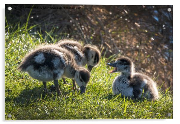 Goslings feeding off lush grass Acrylic by Kevin White
