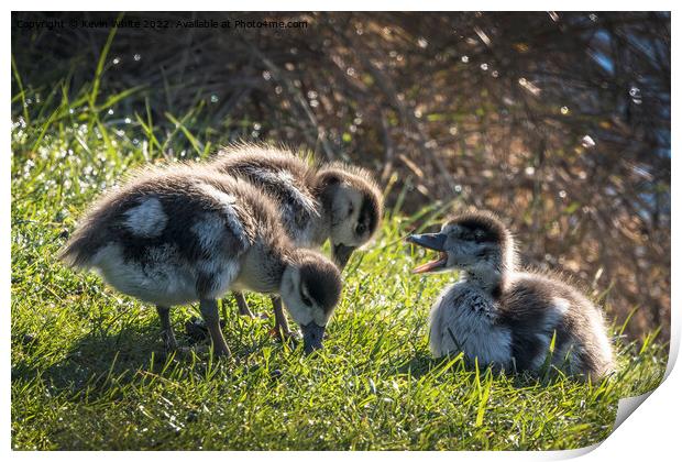 Goslings feeding off lush grass Print by Kevin White