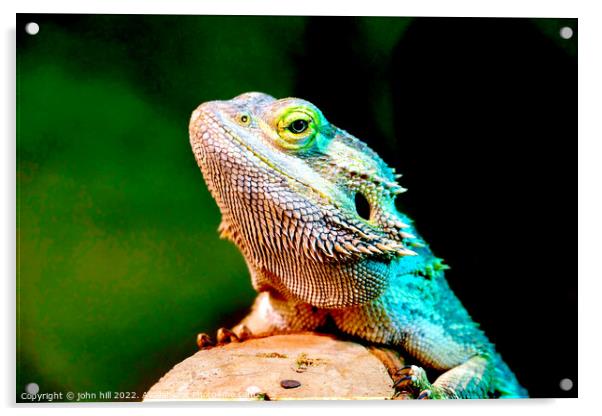 A close up of a bearded lizard Acrylic by john hill
