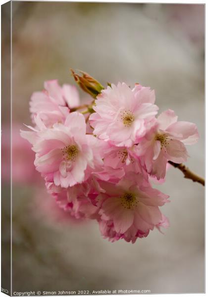 Pink Blossom Canvas Print by Simon Johnson