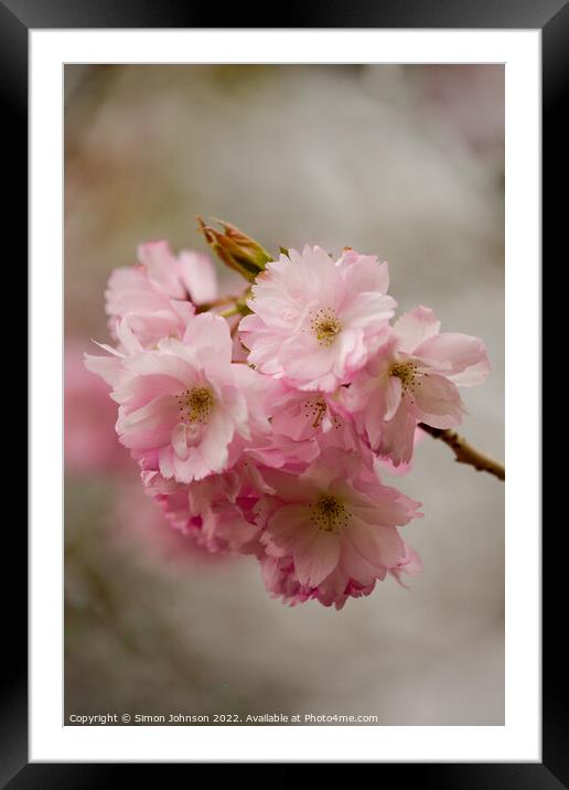 Pink Blossom Framed Mounted Print by Simon Johnson