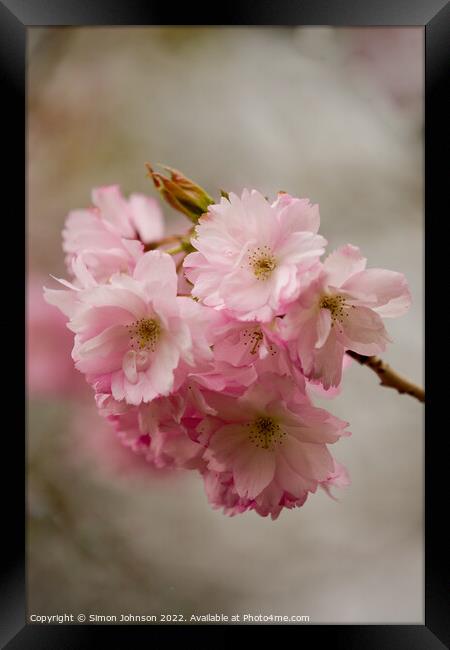 Pink Blossom Framed Print by Simon Johnson