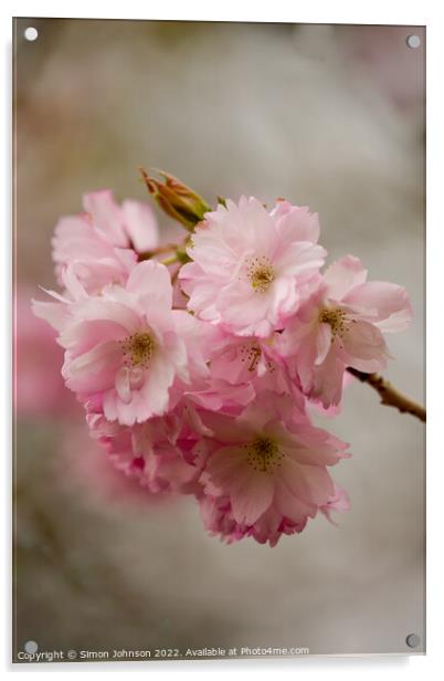 Pink Blossom Acrylic by Simon Johnson