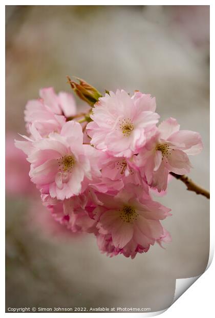 Pink Blossom Print by Simon Johnson