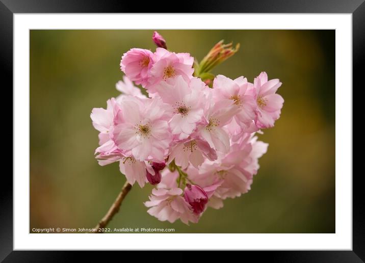 Cherry Blossom Framed Mounted Print by Simon Johnson