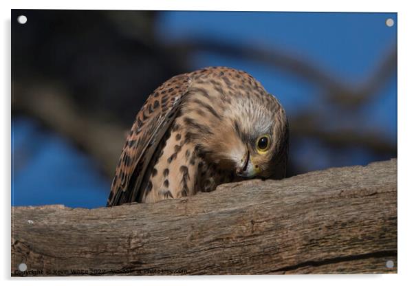 Kestrel eating the remains of a worm Acrylic by Kevin White
