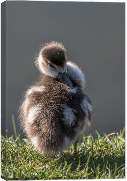 Egyptian gosling preening his back Canvas Print by Kevin White
