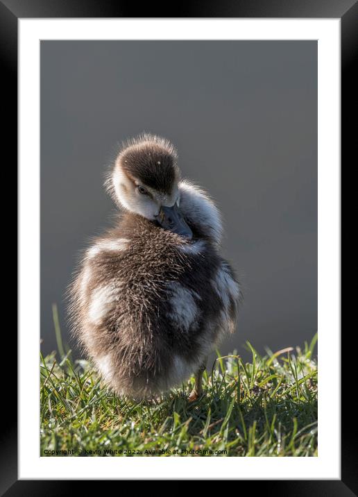 Egyptian gosling preening his back Framed Mounted Print by Kevin White