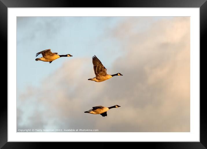 Majestic Canadian Geese in Golden Hour Flight Framed Mounted Print by Terry Newman