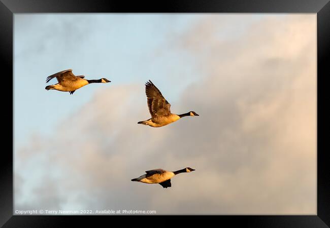 Majestic Canadian Geese in Golden Hour Flight Framed Print by Terry Newman