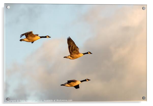 Majestic Canadian Geese in Golden Hour Flight Acrylic by Terry Newman