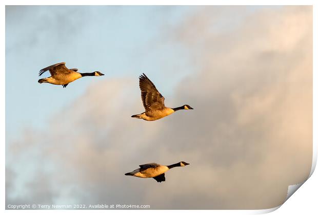 Majestic Canadian Geese in Golden Hour Flight Print by Terry Newman