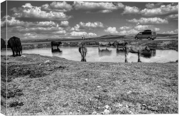 Cows bathing in Dartmoor's beauty Canvas Print by Roger Mechan