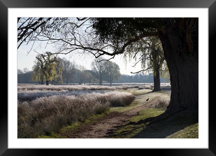 Morning frost framed by tree Framed Mounted Print by Kevin White