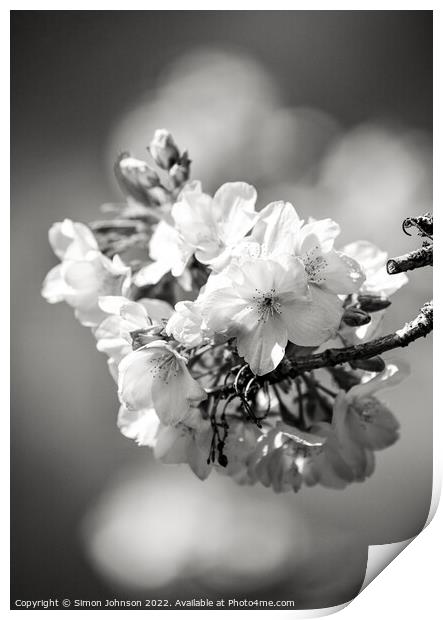 Spring blossom Print by Simon Johnson